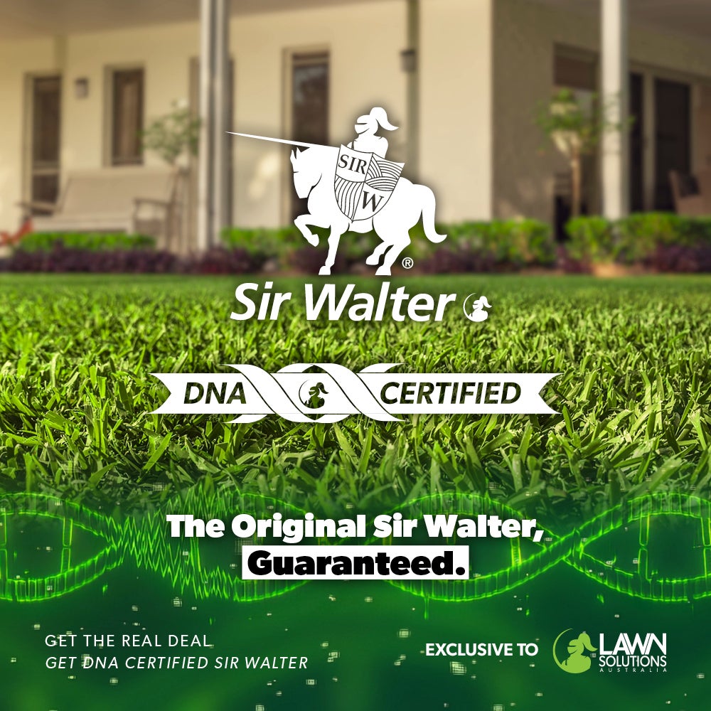 DNA Certified Sir Walter Buffalo Yarramalong Turf Supplies